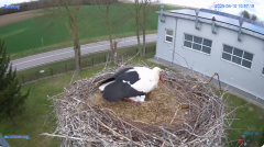 2025-04-10 22_23_57-#Gniazdo #Bocian #nażywo #nature #kamera #Zambrow #WhiteStork #nest #ptaki #pola.png