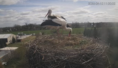 2025-04-10 23_26_41-Bociany - Raszków - YouTube - Maxthon.png