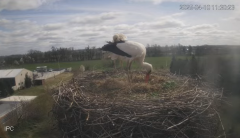 2025-04-10 23_27_04-Bociany - Raszków - YouTube - Maxthon.png