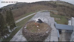 2025-04-10 23_34_01-[stimotion.pl] Bociany w Rzepedzi - YouTube - Maxthon.png