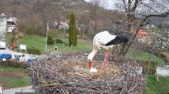 2025-04-10 23_45_03-Tyrawa Wołoska - gniazdo bocianie - YouTube - Maxthon.png