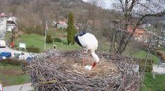 2025-04-10 23_45_18-Tyrawa Wołoska - gniazdo bocianie - YouTube - Maxthon.png