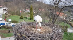 2025-04-10 23_45_28-Tyrawa Wołoska - gniazdo bocianie - YouTube - Maxthon.png