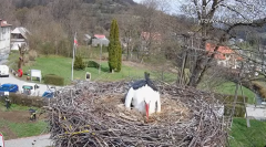 2025-04-10 23_45_30-Tyrawa Wołoska - gniazdo bocianie - YouTube - Maxthon.png