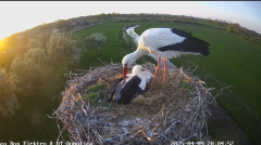 2025-04-09 20_05_16-Ooievaarsnest – Sambeek - Maxthon.png