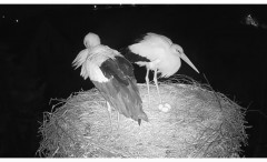 IMG_5775.jpeg