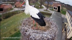 Po wyrzuceniu jajka samiec pozostał w gnieździe przez kilka minut