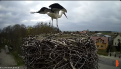 2025-04-11 20_28_49-Bocian - Krajewice - Gmina Gostyń - YouTube - Maxthon.png