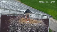 2025-04-11 20_35_37-Bociany - Lewków - YouTube - Maxthon.png