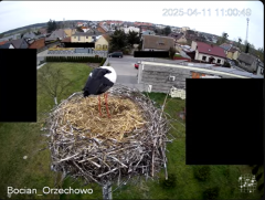 2025-04-11 20_49_28-Bocian Wojtek i jego rodzinka z Orzechowa - Żerkowsko-Czeszewski Park Krajobrazo.png