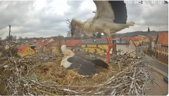 2025-04-11 21_18_54-Bociany Białe Polanów - gniazdo na żywo Sezon 2025 _ Pollnow White Stork - nest .png