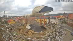 2025-04-11 21_19_01-Bociany Białe Polanów - gniazdo na żywo Sezon 2025 _ Pollnow White Stork - nest .png