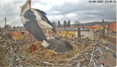 2025-04-11 21_19_32-Bociany Białe Polanów - gniazdo na żywo Sezon 2025 _ Pollnow White Stork - nest .png
