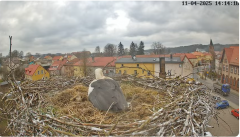 2025-04-11 21_21_36-Bociany Białe Polanów - gniazdo na żywo Sezon 2025 _ Pollnow White Stork - nest .png