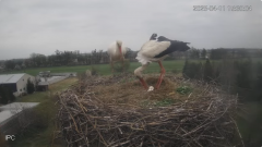 2025-04-11 21_32_13-Bociany - Raszków - YouTube – Brave.png
