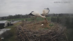 2025-04-11 21_32_23-Bociany - Raszków - YouTube – Brave.png