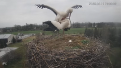 2025-04-11 21_32_42-Bociany - Raszków - YouTube – Brave.png