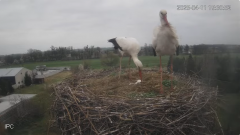 2025-04-11 21_33_01-Bociany - Raszków - YouTube – Brave.png