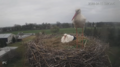 2025-04-11 21_33_14-Bociany - Raszków - YouTube – Brave.png