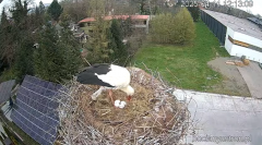 2025-04-11 21_57_29-Bociany Ustroń - transmisja na żywo - YouTube – Brave.png