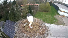 2025-04-11 21_57_34-Bociany Ustroń - transmisja na żywo - YouTube – Brave.png