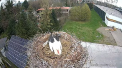 2025-04-11 21_57_37-Bociany Ustroń - transmisja na żywo - YouTube – Brave.png