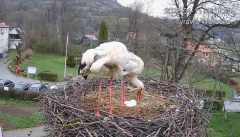 2025-04-11 22_01_37-Tyrawa Wołoska - gniazdo bocianie - YouTube – Brave.png
