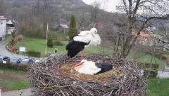 2025-04-11 22_01_54-Tyrawa Wołoska - gniazdo bocianie - YouTube – Brave.png