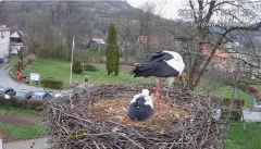 2025-04-11 22_06_27-Tyrawa Wołoska - gniazdo bocianie - YouTube – Brave.png