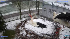 2025-04-11 22_10_24-#Gniazdo #Bocian #nażywo #nature #kamera #Zambrow #WhiteStork #nest #ptaki #pola.png