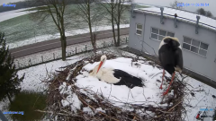 2025-04-11 22_10_34-#Gniazdo #Bocian #nażywo #nature #kamera #Zambrow #WhiteStork #nest #ptaki #pola.png