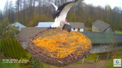 2025-04-11 22_21_55-Zastawki - Bocianie gniazdo - YouTube – Brave.png