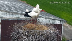 2025-04-12 21_13_49-Bociany - Lewków - YouTube - Maxthon.png