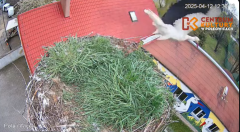 2025-04-12 22_44_06-Pola i Wicek - Bociany z Polkowic Live Stream - YouTube - Maxthon.png