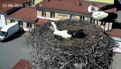 2025-04-13 11_19_05-Polikat S.A. Bociany – Brave.png