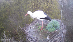 2025-04-13 11_17_10-Gniazdo bociana Czermna - YouTube – Brave.png