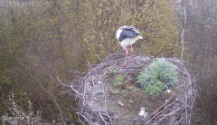 2025-04-13 11_17_23-Gniazdo bociana Czermna - YouTube – Brave.png