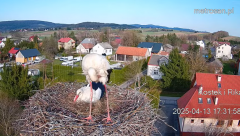 2025-04-13 20_01_23-Gniazdo bocianie _Kostek i Rika_ - Podkarpacie Kostarowce - YouTube – Brave.png