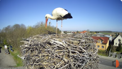 2025-04-13 10_35_32-(1) Bocian - Krajewice - Gmina Gostyń - YouTube – Brave.png