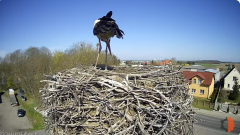 2025-04-13 10_35_53-(1) Bocian - Krajewice - Gmina Gostyń - YouTube – Brave.png