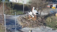 2025-04-13 10_38_26-Nasze bociany - Wydawnictwo BOSZ – transmisja na żywo - testowa - YouTube – Brav.png