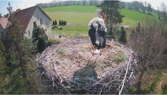 2025-04-13 11_09_12-Bocianie gniazdo - Urząd Gminy Pruszcz Gdański – Brave.png