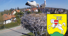 2025-04-13 11_12_32-BOCIANY kamera na żywo z gniazda w Pasłęku – Brave.png