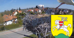 2025-04-13 11_13_01-BOCIANY kamera na żywo z gniazda w Pasłęku – Brave.png