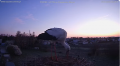 2025-04-13 14_57_16-bociany-online.pl - gniazdo - LIVE - YouTube – Brave.png