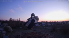 2025-04-13 14_57_29-bociany-online.pl - gniazdo - LIVE - YouTube – Brave.png