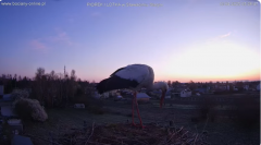 2025-04-13 14_57_45-bociany-online.pl - gniazdo - LIVE - YouTube – Brave.png