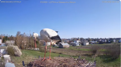 2025-04-13 14_58_24-bociany-online.pl - gniazdo - LIVE - YouTube – Brave.png