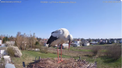 2025-04-13 14_58_28-bociany-online.pl - gniazdo - LIVE - YouTube – Brave.png