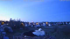 2025-04-13 20_47_38-bociany-online.pl - gniazdo - LIVE - YouTube – Brave.png